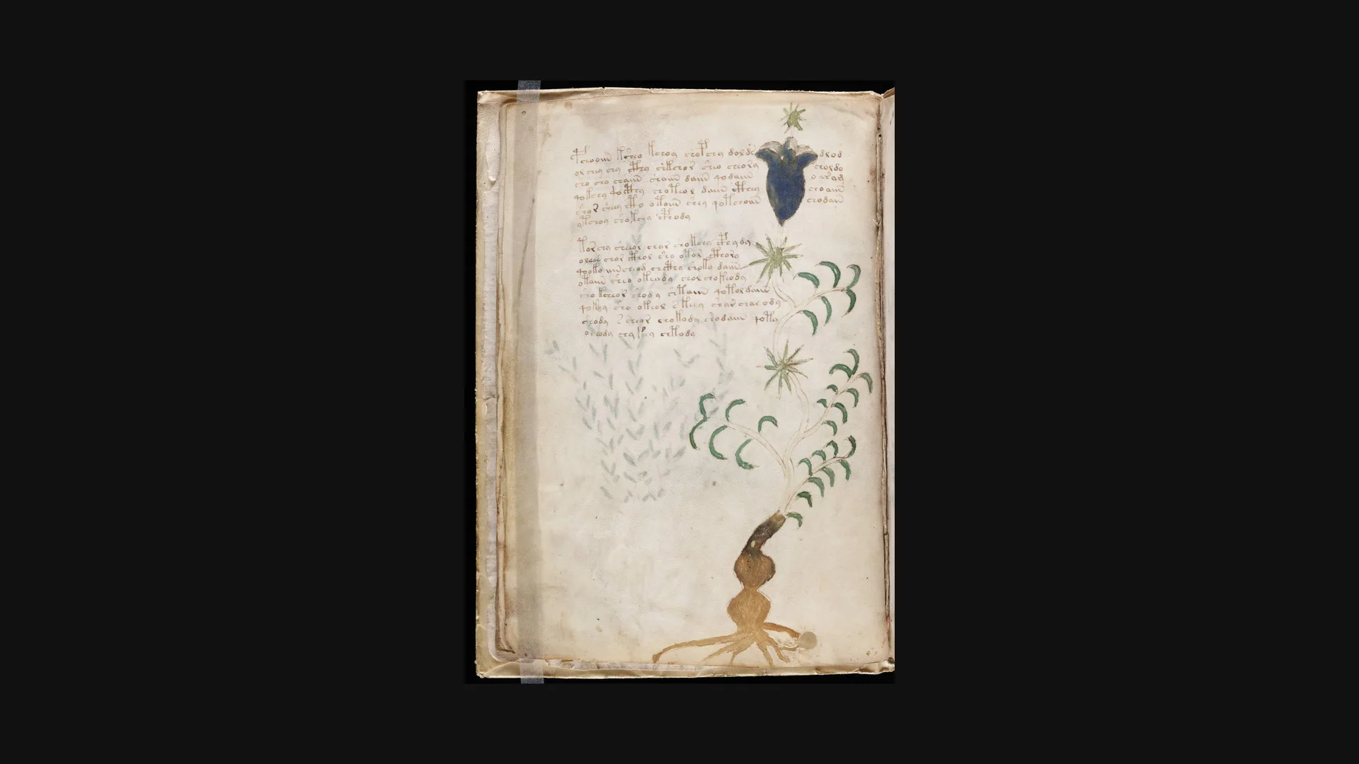 Página del Manuscrito Voynich con escritura desconocida e ilustraciones botánicas extrañas