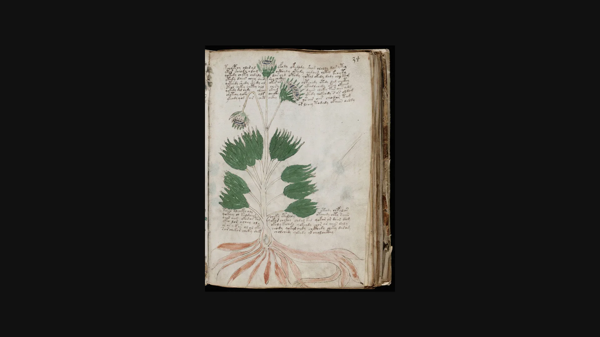 Ilustración botánica del Manuscrito Voynich con raíces y hojas inusuales