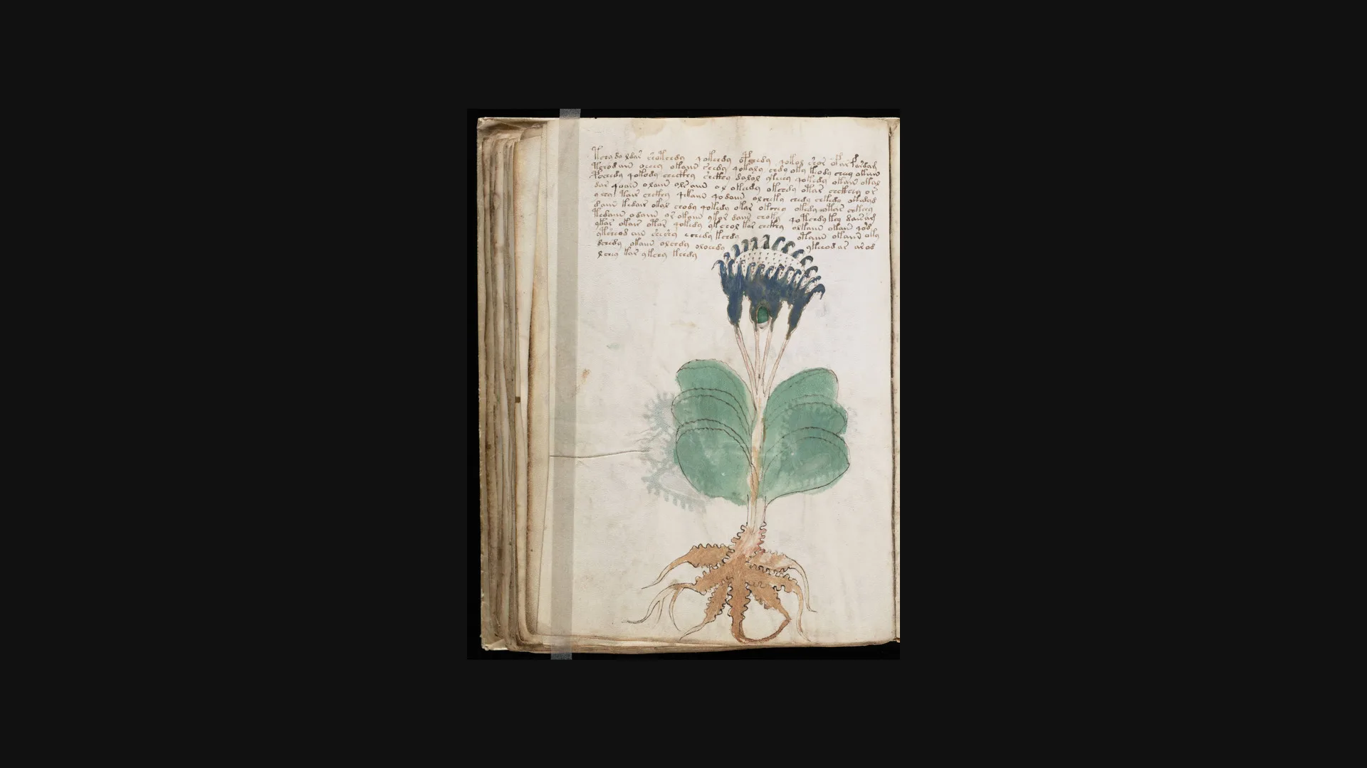 Página del Manuscrito Voynich con figuras humanas y formas circulares